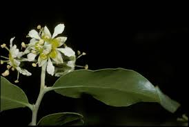 Image result for Quillaja saponaria