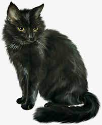 Black Cat Halloween Horror Cats Cats And Kittens Cute Cats