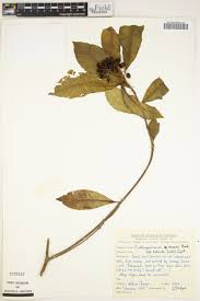 Image result for Pittosporum abyssinicum