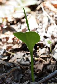 Image result for Ophioglossum vulgatum