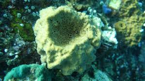 An Article Published In The Journal Nature Ecology Evolution Describes The Discovery Of Evidence Of The Existence Of Sponges About Animals Earth Old Things