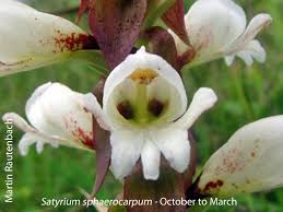 Image result for Satyrium macrophyllum