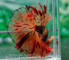 Finding The Best Betta Fish Food For Your Betta Fish Betta Fish Care Peces De Acuario Tipos De Peces Betta