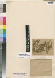 Image result for Haumaniastrum villosum