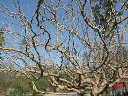 Here we explored the potency of mulberry twigs (tw) and root barks (rb) in postprandial hypoglycemic effects in vitro and in vivo. Contorted Mulberry Tree Just Fruits And Exotics