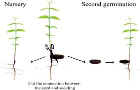 Recalcitrant — of a seed needing to remain hydrated if germination is to occur; Exceptional Flooding Tolerance In The Totipotent Recalcitrant Seeds Of Eugenia Stipitata Seed Science Research Cambridge Core