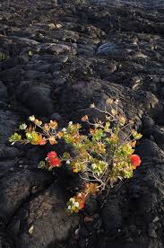 We did not find results for: Hawaii Big Island Hawaii Volcanoes National Park Chain Of Craters Road Ohi A Lehua Tree Growing On Pahoehoe Lava Flow From Mauna Ulu Eruption Poster Print 11 X 17 Walmart Com Walmart Com