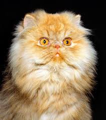 The persian breed council website, including history of the breed, breed profile, breed standard, top scoring cats, top distinguished merit cats, color charts, and articles relating to the breed. Felis Silvestris Persian Exotic Shorthair Chinchilla Himalayan Monaco Nature Encyclopedia