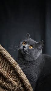 英国短毛猫肖像 宠物摄影 家有萌宠 可爱 记录美好的瞬间 摄影不缺题材 萌宠 宠物摄影陈骁雄 英国短毛猫 猫 英短 pets cats animals