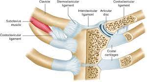 Sternoclavicular joint injuries and disorders. Sternoclavicular Joint Injuries Springerlink
