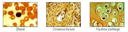 Connective Tissue Wikipedia