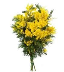 In 1946, the organizers of the celebrations in rome were looking for a flower that was in season and therefore inexpensive and the mimosa perfectly fit that description. Mimosa Bouquet For International Women S Day North York On Florist