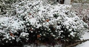 Plant Database Entry For Butcher S Broom Ruscus Aculeatus With 7 Images And 40 Data Details Plants Plant Database Winter Flowers