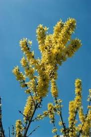 Companion Plants For Forsythia In The Landscape Forsythia Bush Plants Garden Vines