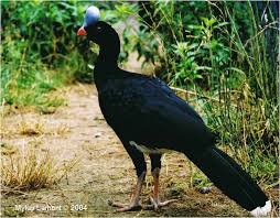 Black Bird With White Chest And White Tipped Tail Northern Helmeted Curassow Aves Belas Aves Passaros