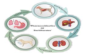 Image result for Barbiturate