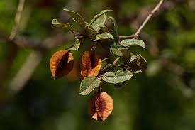 Image result for Combretum hereroense