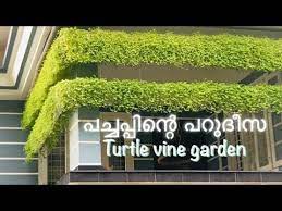 Evergreen Turtle Vine Garden In A Different Way Beautiful Cascading Hanging Plant Fast Growing Youtube Plants Hanging Plants Vines
