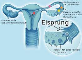 Nach lehrbuch findet der eisprung am 14. Dem Eisprung Auf Der Spur Schwangerschaft Net