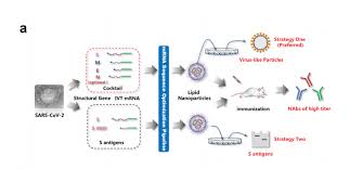 The product of this process is a mature mrna which can now exit the cell's nucleus and be translated into a protein. Towards An Effective Mrna Vaccine Against 2019 Ncov
