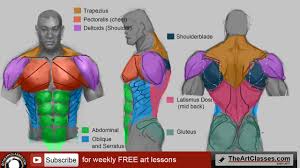 When a muscle is activated it contracts, making itself shorter and thicker, thereby pulling its ends closer. How To Draw Man Muscles Body Anatomy Drawing And Digital Painting Tutorials Online
