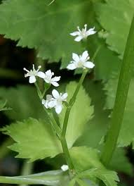 Similar to what salt does to a dish, parsley ties a meal's flavors together. Cryptotaenia Japonica Wikipedia