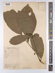 Image result for Rinorea brachypetala