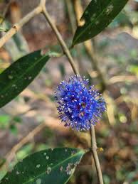 Image result for Memecylon sp. D