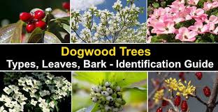 Bunchberry, or dwarf dogwood, is something of an anomaly. Dogwood Trees Types Leaves Bark Identification With Pictures
