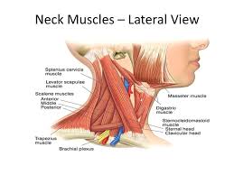 For my character, i want veins running up the neck and face, i want some to be protruding and others this muscle diagram made to look like a human. Muscles Of The Face And Neck Ppt Download