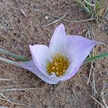 Image result for Ptycholobium plicatum