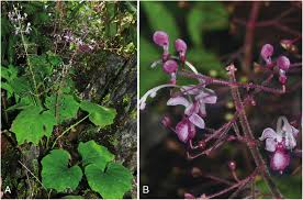 Image result for Rotheca