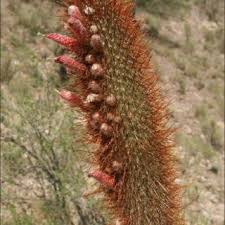 The standard plants form branch both basally and near. Pdf A Synopsis Of The Genus Cleistocactus Lemaire Cactaceae