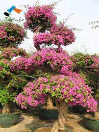 Bonsai Bonsai Plants Plants Garden Pictures