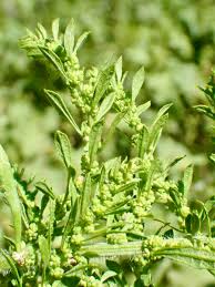 Image result for Chenopodium opulifolium