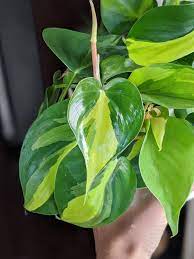 Heart Leaf Philodendron Care Brasil Philodendron And Propagation Tips Heart Leaf Philodendron Philodendron Care Philodendron Plant