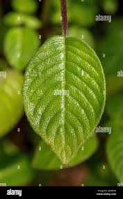 Image result for Streptocarpus glandulosissimus