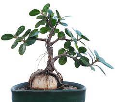 Bonsai Bangladesh Your Bonsai Place