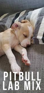 The german shorthaired lab is a cross between the german shorthaired pointer and the my wife and 3 kids had a chocolate german shorthaired pointer and lab mix named i have german shorthair pointer/ black lab mix puppies if you're still looking. Pitbull Lab Mix Have You Discovered The Bullador