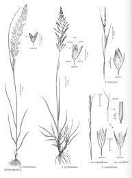 Image result for Sporobolus tenuissimus