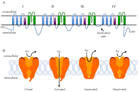 Image result for Pyrethroid