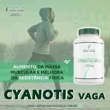 Image result for Cyanotis vaga