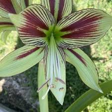 Image result for Crinum harmsii