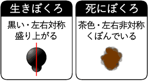 体のほくろ占い 上半身 背中 足で見る運勢 ほくろ 占い 手相 当たる 手相