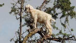 Résultat de recherche d'images pour "goats in argan tree"