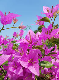 Pin By Meenu On Bougainvillea Bougainvillea Plants Garden