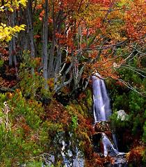 El Ultimo Refugio De Las Hadas En Clm Hayedo De Tejera Negra Eldiadigital Es Periodico De Castilla La Mancha