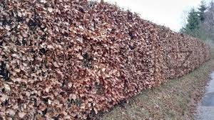 Image result for Živý plot z habru