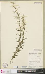 Image result for Orthopichonia schweinfurthii