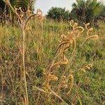 Image result for Ctenium newtonii